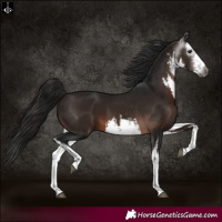 Horse Color:Gray White Spotted Bay 
