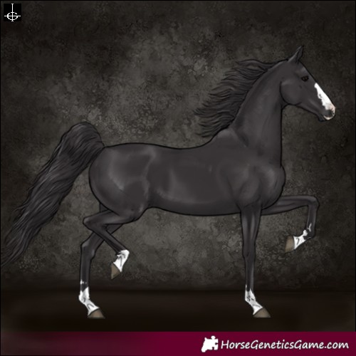 Horse Color:Smoky Black 