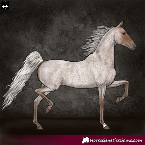 Horse Color:Silver Blue Roan 