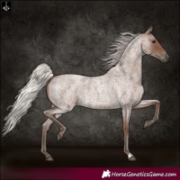 Horse Color:Silver Blue Roan 