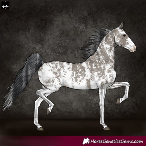 Horse Color:Grullo Sabino Rabicano 