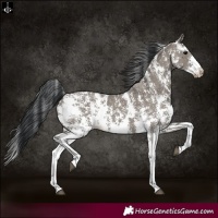 Horse Color:Grullo Sabino Rabicano 