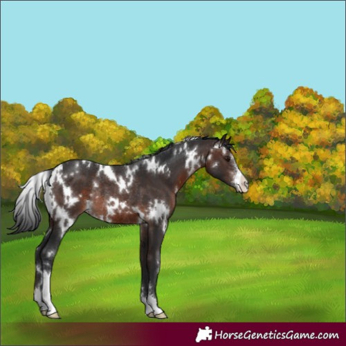 Horse Color:White Spotted Brown Sabino Rabicano 