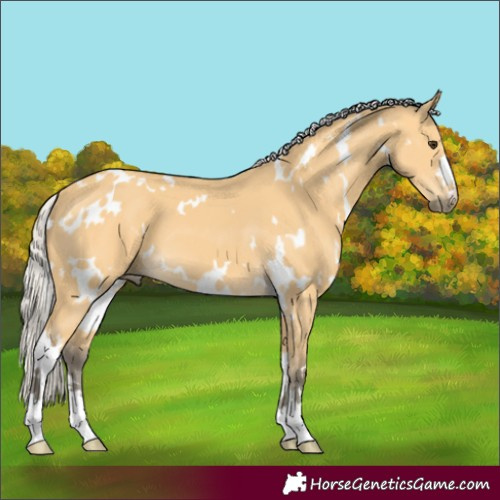 Horse Color:White Spotted Silver Buckskin 