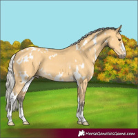 Horse Color:White Spotted Silver Buckskin 