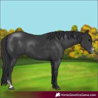 Horse Color:Black Sabino 