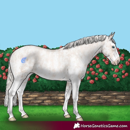 Horse Color:Chocolate Palomino Pearl Sabino Appaloosa Rabicano  and Chocolate Palomino Pearl Sabino Splash Appaloosa Rabicano 