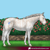Horse Color:Chocolate Palomino Pearl Sabino Varnish Rabicano  and Chocolate Palomino Pearl Sabino Splash Varnish Rabicano 