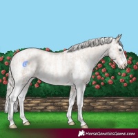 Horse Color:Chocolate Palomino Pearl Sabino Appaloosa Rabicano  and Chocolate Palomino Pearl Sabino Splash Appaloosa Rabicano 