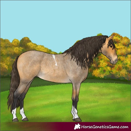Horse Color:Buckskin Roan Tobiano 