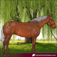 Horse Color:Silver Bay 
