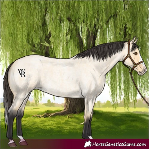 Horse Color:Buckskin Roan Dun Splash 