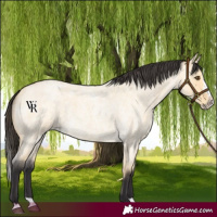 Horse Color:Buckskin Roan Dun Splash 
