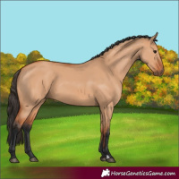 Horse Color:Bay Dun 