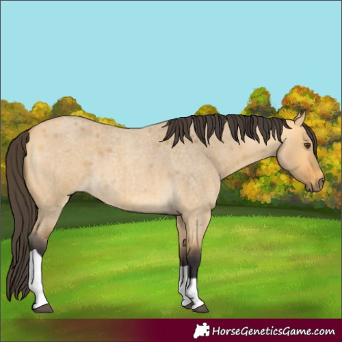 Horse Color:Buckskin Roan Dun Tobiano 