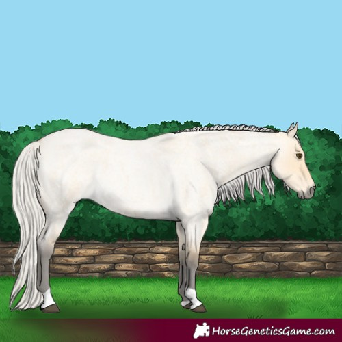 Horse Color:Silver Buckskin Roan Dun Tobiano 