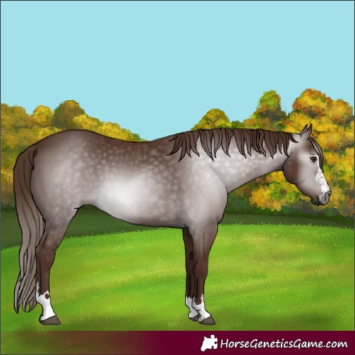 Horse Color:Gray Chestnut 