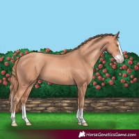 Horse Color:Gold Champagne Splash 