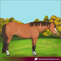 Horse Color:Bay 