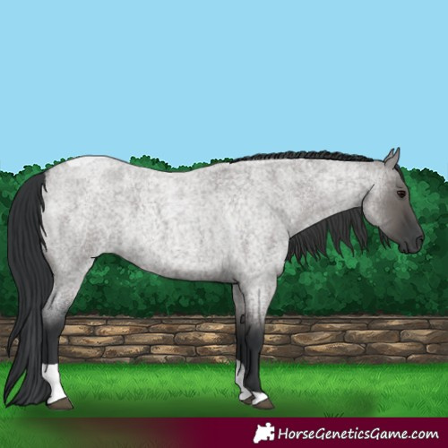 Horse Color:Grullo Roan Tobiano 