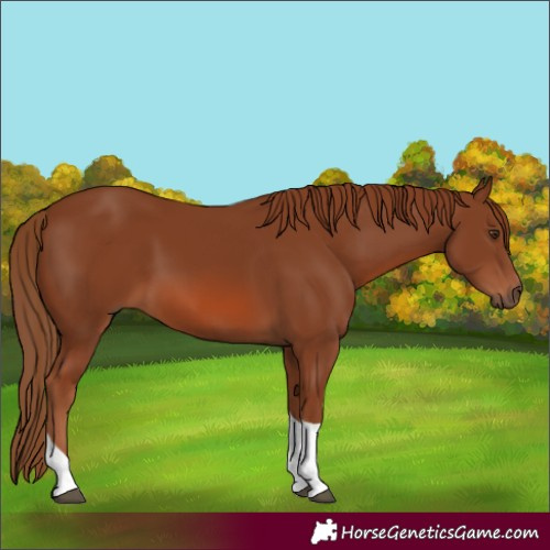 Horse Color:Chestnut Tobiano Rabicano 