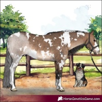 Horse Color:White Spotted Brown Dun Rabicano Brindle 
