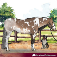 Horse Color:White Spotted Brown Dun Rabicano Brindle 