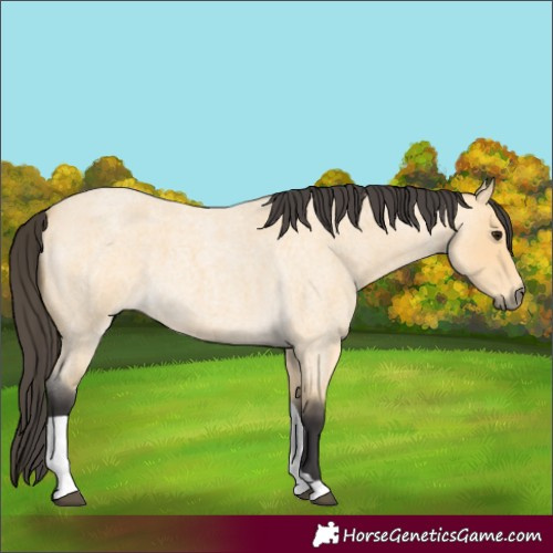 Horse Color:Buckskin Roan Tobiano 