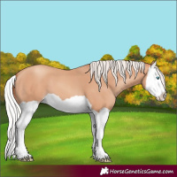 Horse Color:Silver Amber Champagne Splash