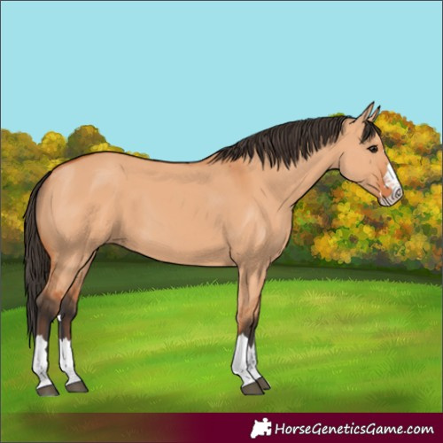 Horse Color:Bay Dun 
