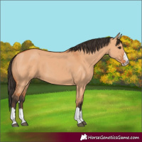 Horse Color:Bay Dun 