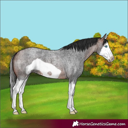 Horse Color:Bay Roan Splash Frame 