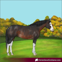 Horse Color:Brown Splash Rabicano