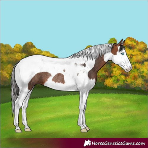 Horse Color:Bay Splash Tobiano Rabicano 