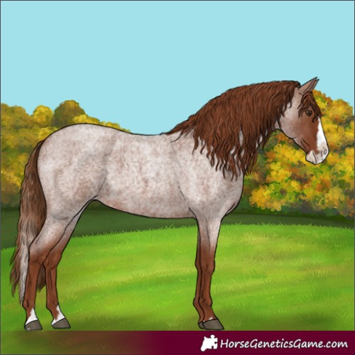 Horse Color:Red Roan Splash 