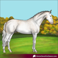 Horse Color:Gray Silver Classic Cream Champagne Roan Splash 