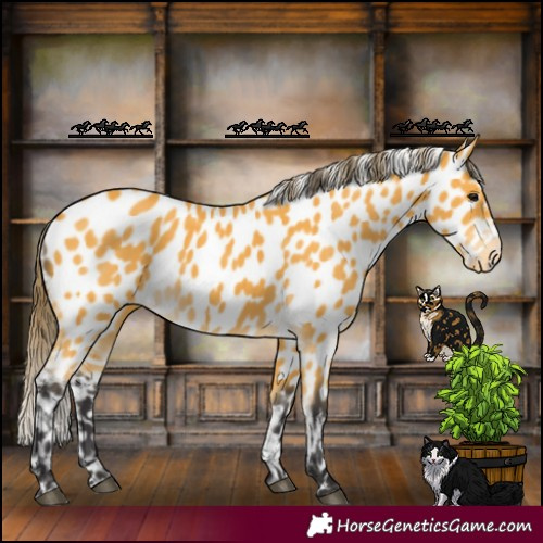 Horse Color:Buckskin Appaloosa 