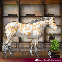 Horse Color:Buckskin Appaloosa 