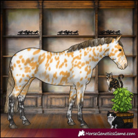 Horse Color:Buckskin Appaloosa 