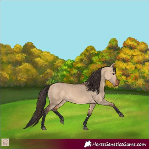 Horse Color:Bay Dun