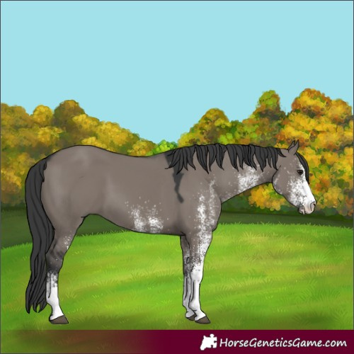 Horse Color:White Spotted Grullo 
