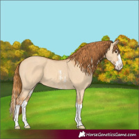Horse Color:Red Dun Sabino Splash 