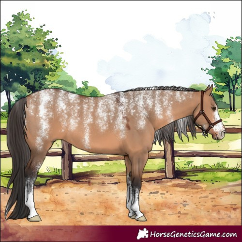 Horse Color:Powder White Bay Dun 