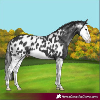Horse Color:Black Splash Appaloosa 