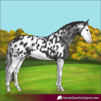 Horse Color:Black Splash Appaloosa 