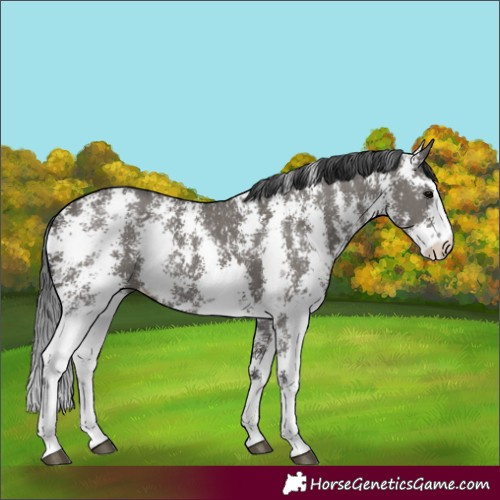 Horse Color:Grullo Sabino Rabicano 