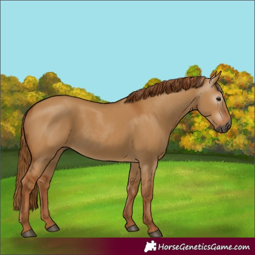 Horse Color:Gray Red Dun 