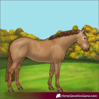 Horse Color:Gray Red Dun