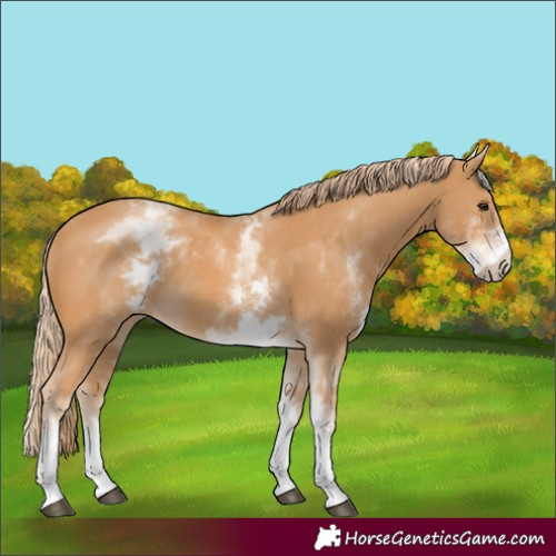 Horse Color:White Spotted Chestnut 