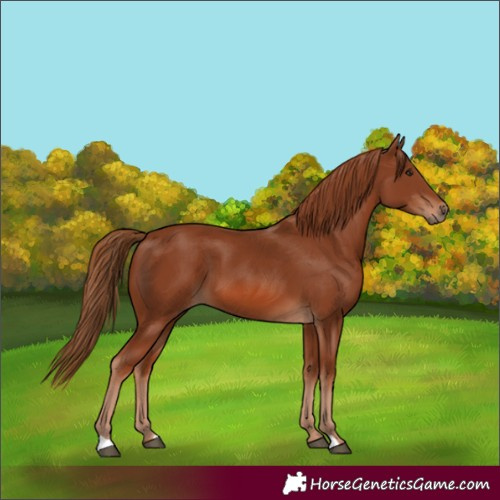 Horse Color:Chestnut 